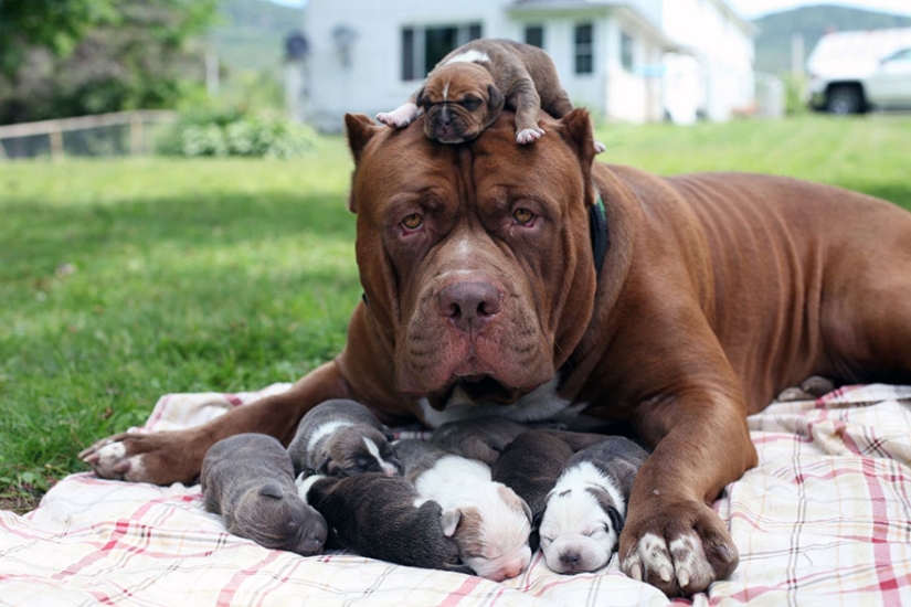 The world's largest pit bull has become a dad!