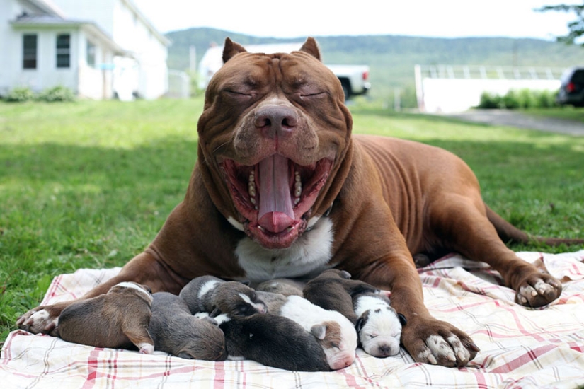 The world's largest pit bull has become a dad!