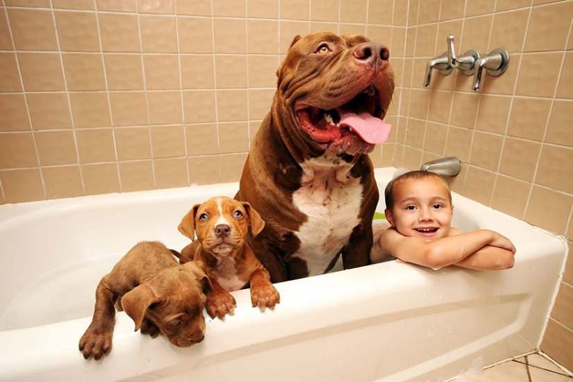 The world's largest pit bull has become a dad!