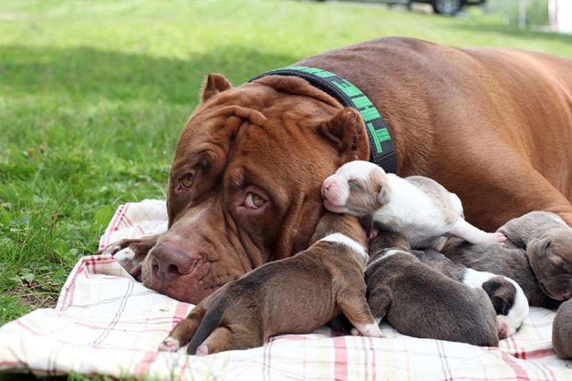 The world's largest pit bull has become a dad!