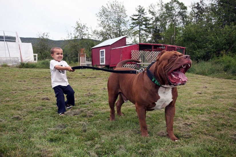 The world's largest pit bull has become a dad!