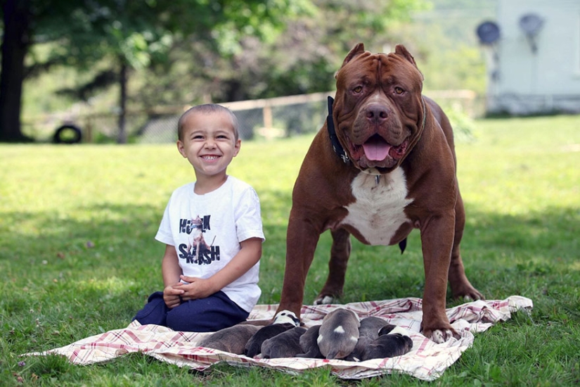 The world's largest pit bull has become a dad!
