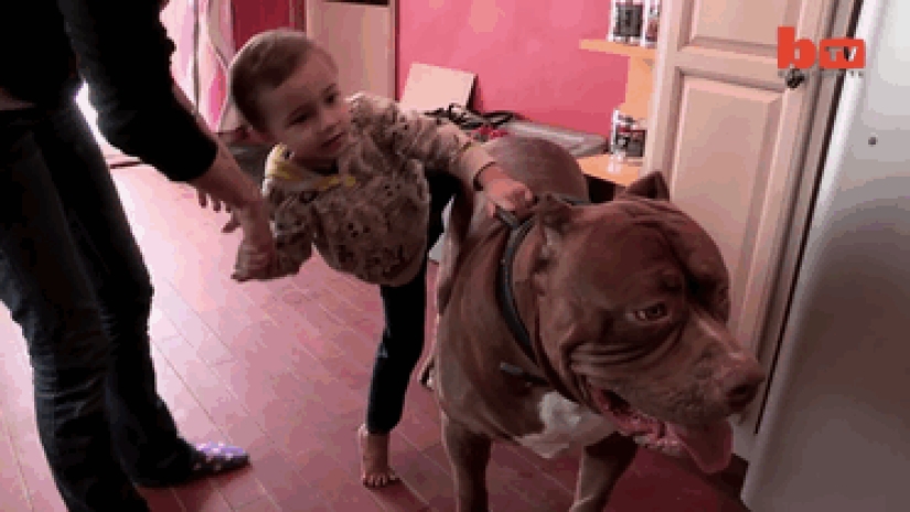 The world's largest pit bull has become a dad!