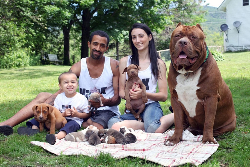 The world's largest pit bull has become a dad!
