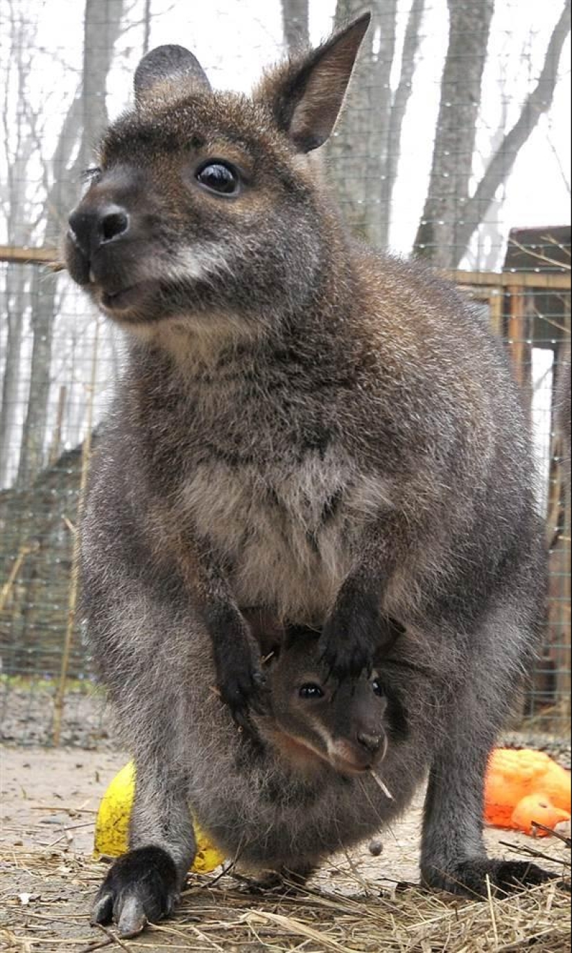The youngest inhabitants of zoos in the world