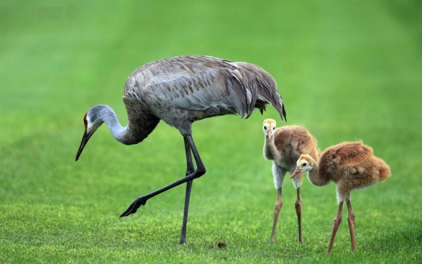 The youngest inhabitants of zoos in the world