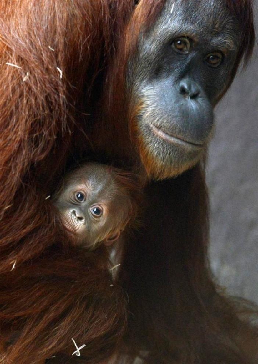 The youngest inhabitants of zoos in the world