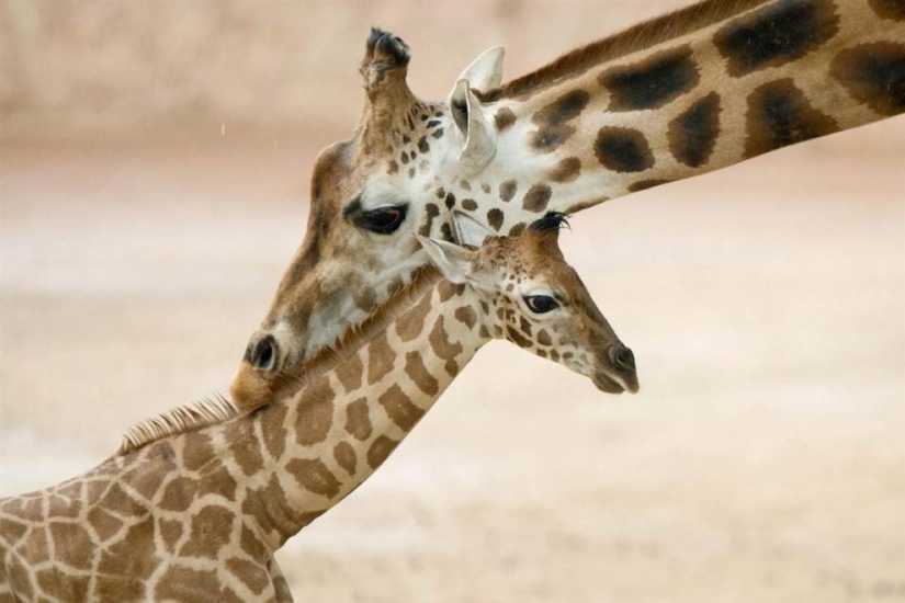 The youngest inhabitants of zoos in the world