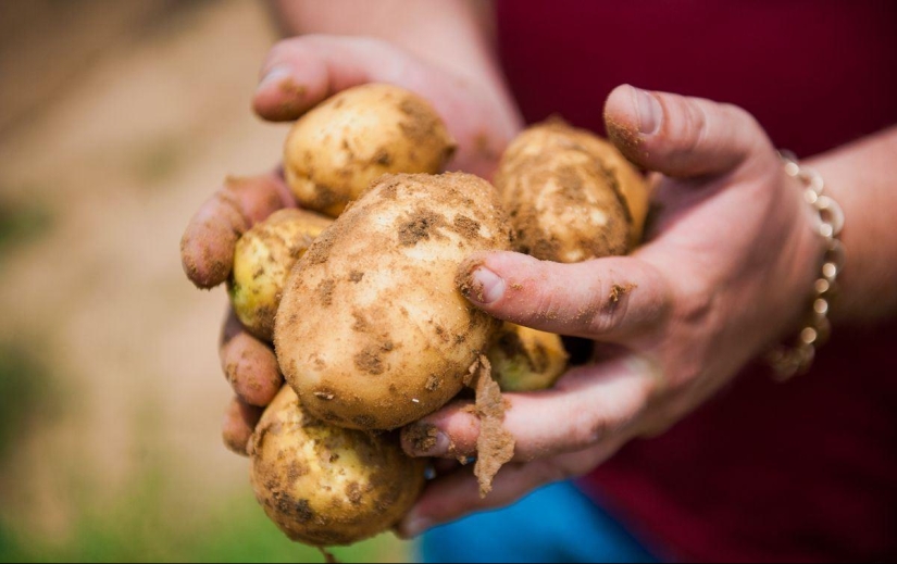 Themselves with a mustache: what is produced in Russia? Themselves with a mustache: what is produced in Russia?