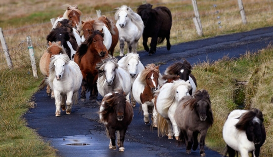 There are more ponies on this fabulous island than people