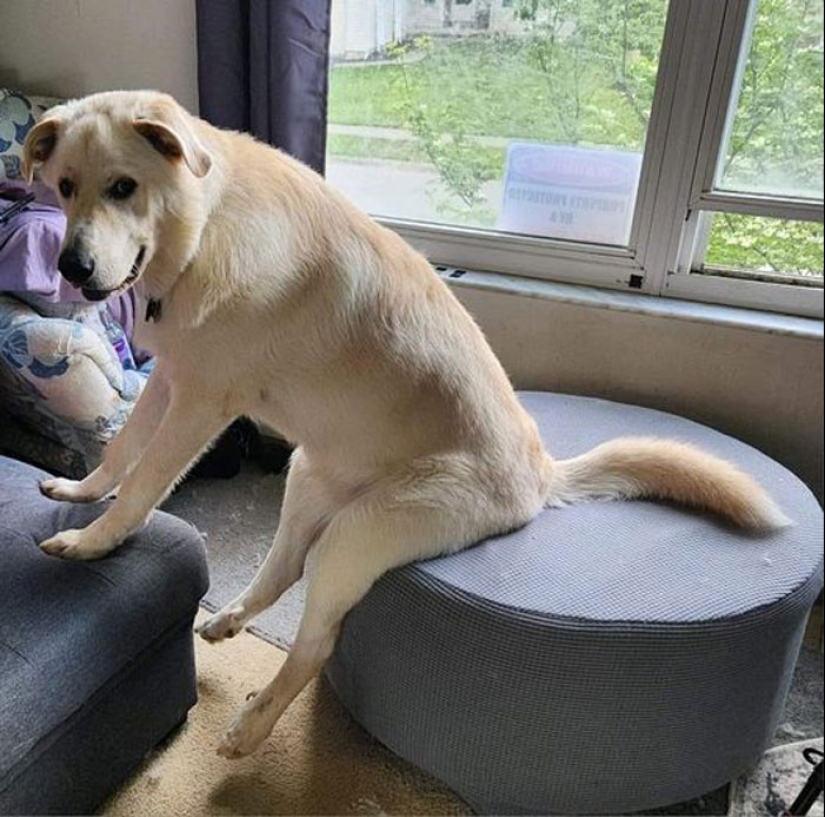 These Are 10 Pictures People Made While Amusing Themselves By Photoshopping This Goofy Dog