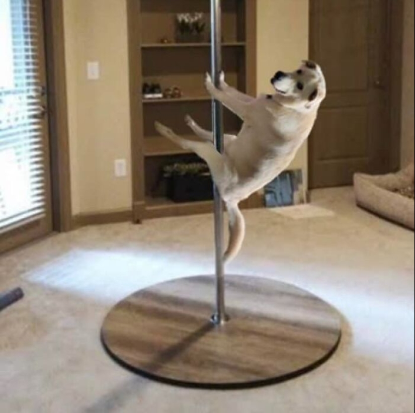 These Are 10 Pictures People Made While Amusing Themselves By Photoshopping This Goofy Dog