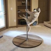 These Are 10 Pictures People Made While Amusing Themselves By Photoshopping This Goofy Dog