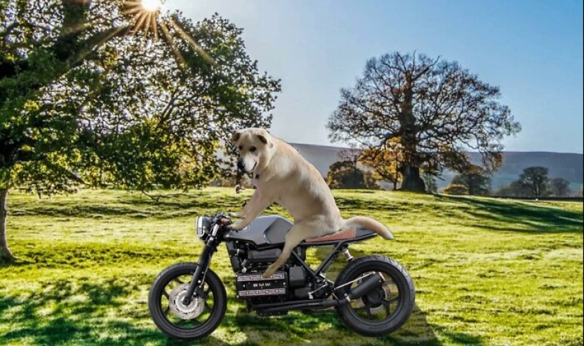 These Are 10 Pictures People Made While Amusing Themselves By Photoshopping This Goofy Dog