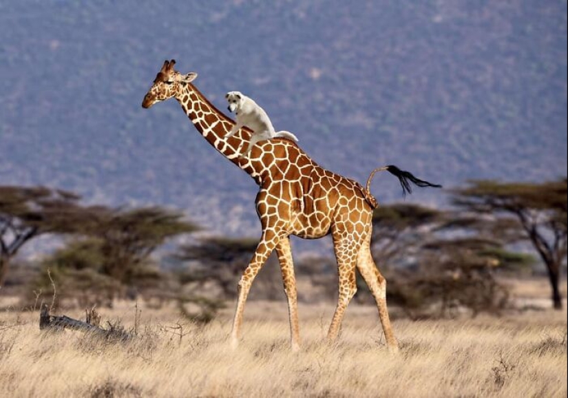 These Are 10 Pictures People Made While Amusing Themselves By Photoshopping This Goofy Dog