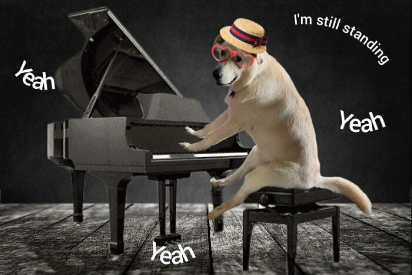 These Are 10 Pictures People Made While Amusing Themselves By Photoshopping This Goofy Dog