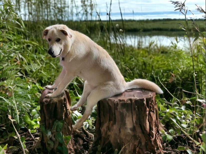 These Are 10 Pictures People Made While Amusing Themselves By Photoshopping This Goofy Dog
