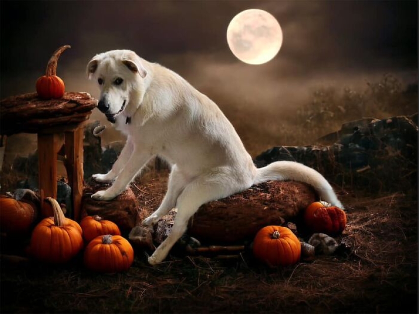 These Are 10 Pictures People Made While Amusing Themselves By Photoshopping This Goofy Dog