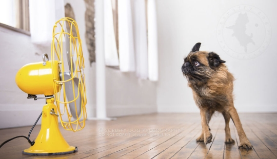 These dogs are enthusiastic about fans