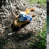 These poor animals look like they have a severe hangover