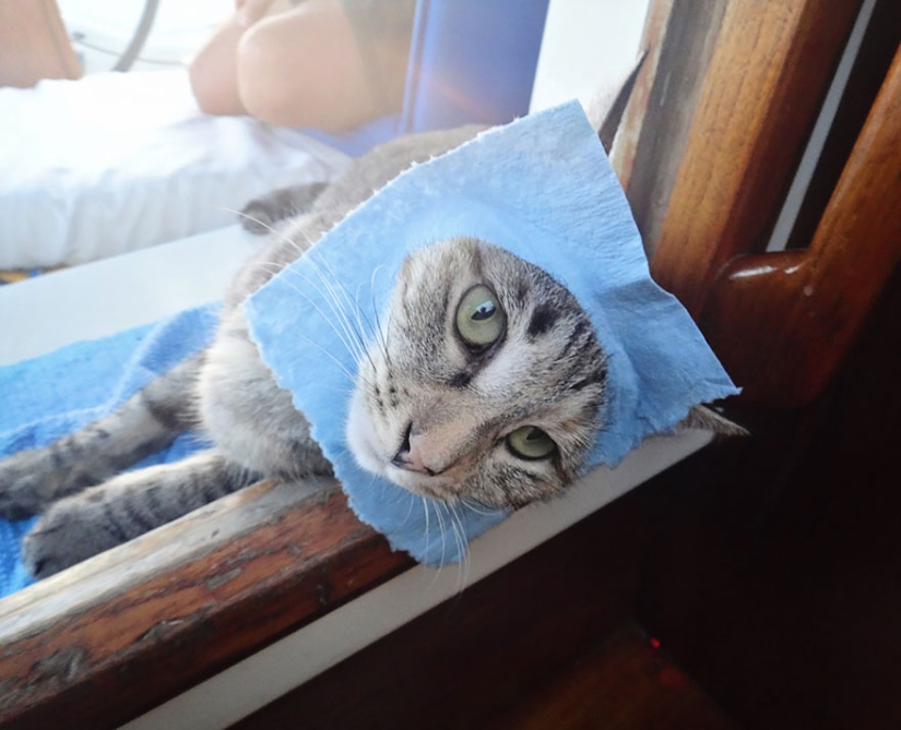 These two left everything and went traveling — with their cat These two left everything and went traveling — with their cat