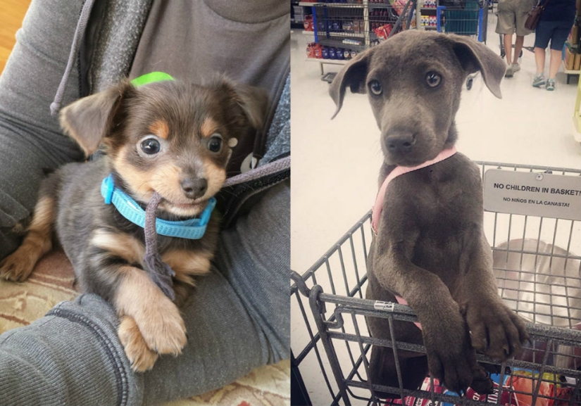 They had a home for the first time: dogs from the shelter on the first day with new owners