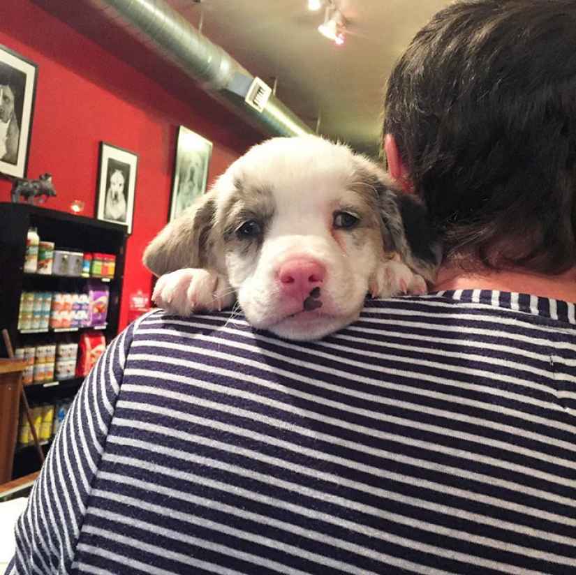 They had a home for the first time: dogs from the shelter on the first day with new owners They had a home for the first time: dogs from the shelter on the first day with new owners