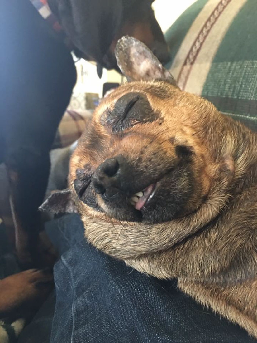 They had a home for the first time: dogs from the shelter on the first day with new owners They had a home for the first time: dogs from the shelter on the first day with new owners