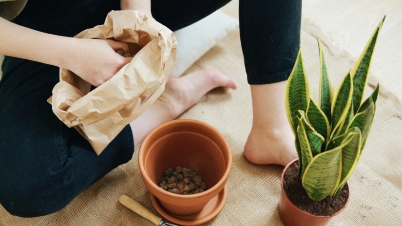 Things in the house that can make us happy - top 10