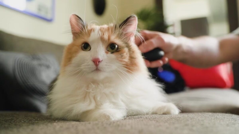 Things in the house that can make us happy - top 10