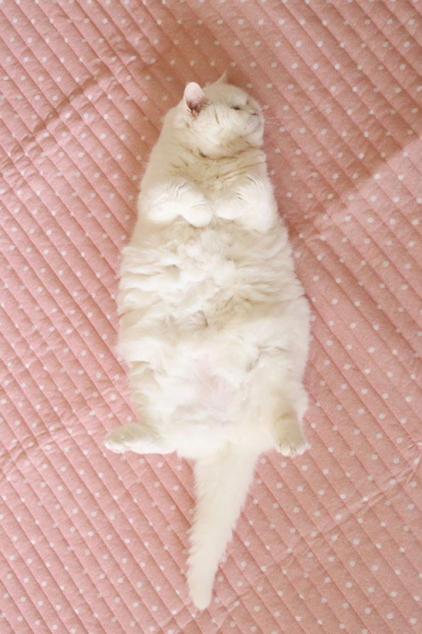 This 17-year-old cat is Japan's laziest internet star This 17-year-old cat is Japan's laziest internet star
