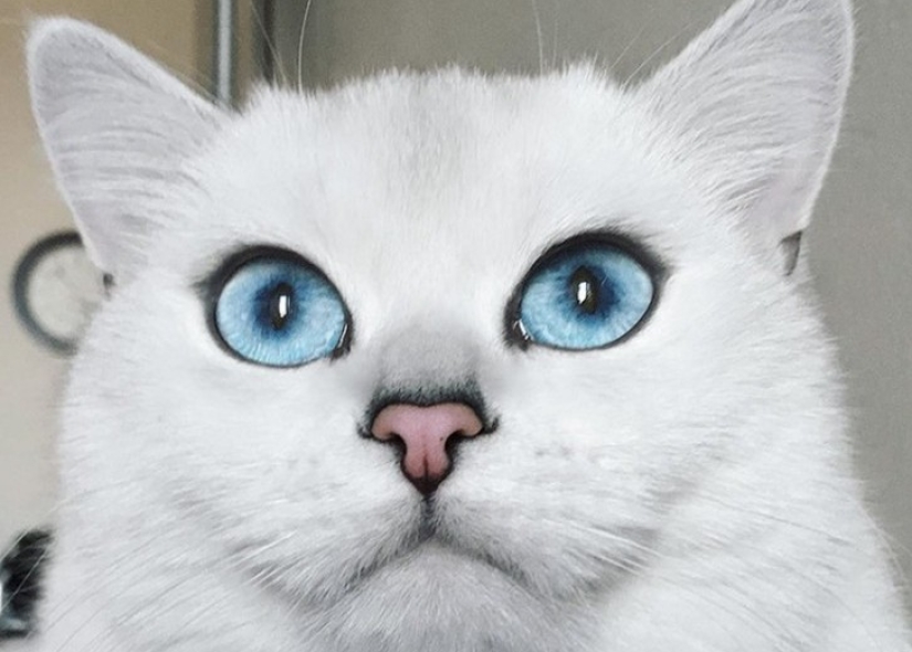 This cat has the most beautiful eyes in the world