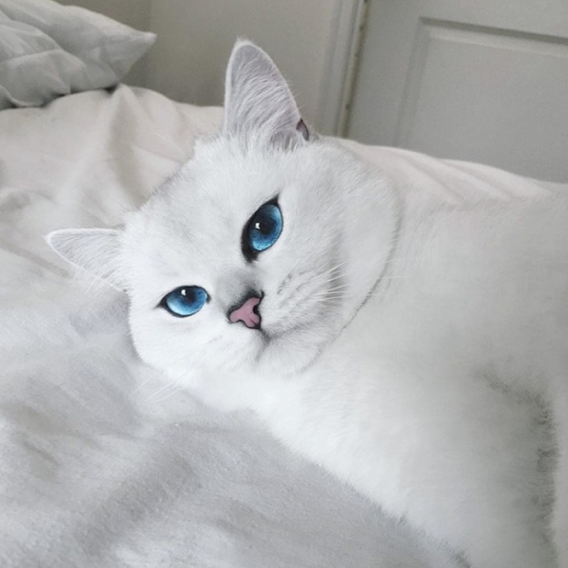 This cat has the most beautiful eyes in the world This cat has the most beautiful eyes in the world