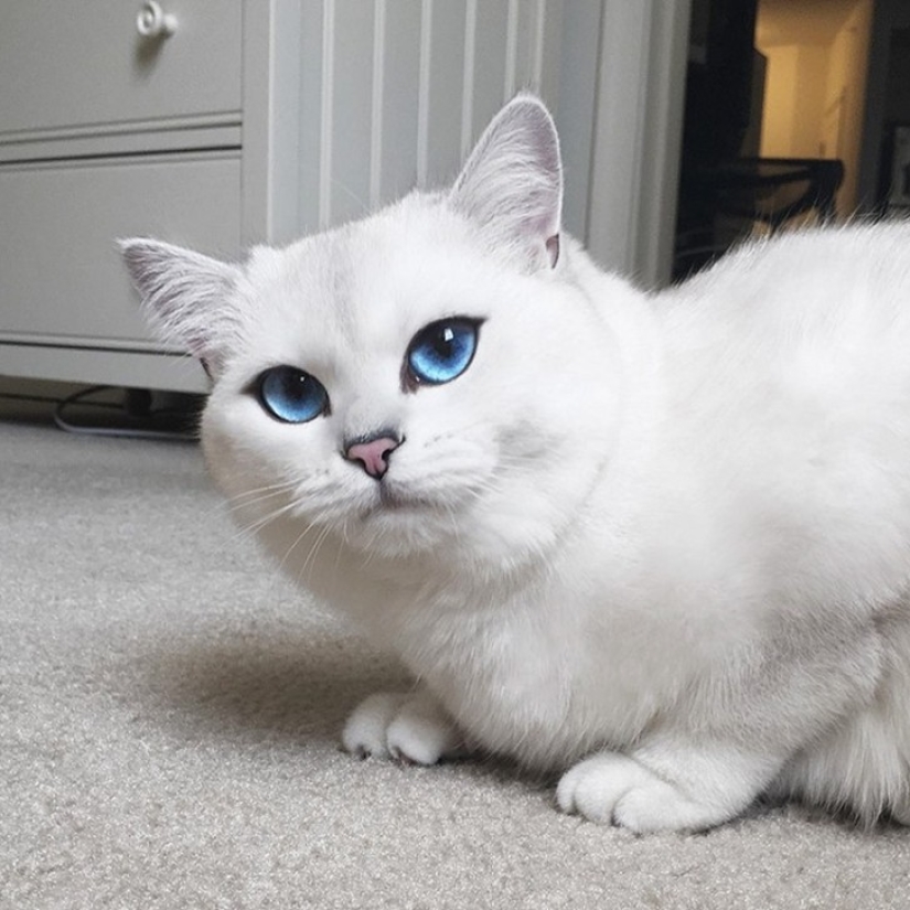 This cat has the most beautiful eyes in the world This cat has the most beautiful eyes in the world