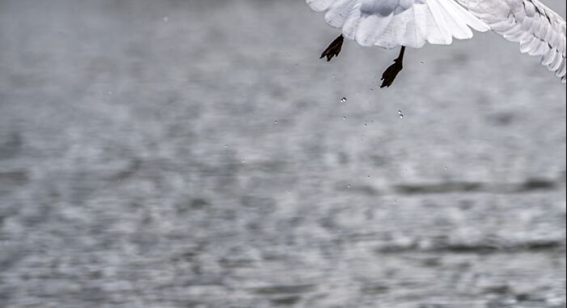 This Facebook Group Is Dedicated To Hilariously Bad Attempts At Photographing Birds