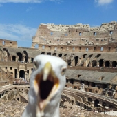 This Facebook Group Is Dedicated To Hilariously Bad Attempts At Photographing Birds