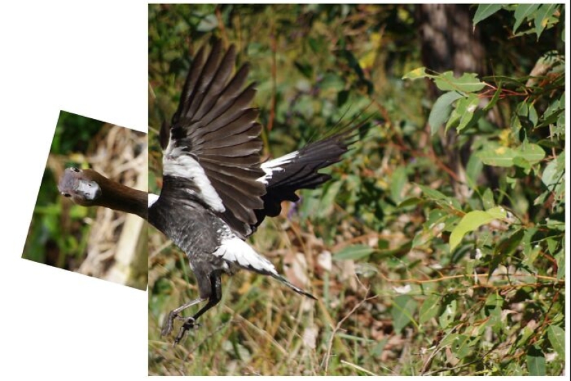 This Facebook Group Is Dedicated To Hilariously Bad Attempts At Photographing Birds
