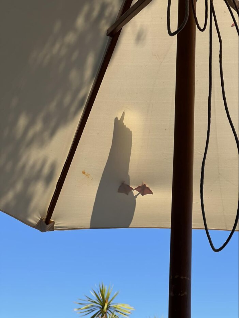 This Facebook Group Is Dedicated To Hilariously Bad Attempts At Photographing Birds