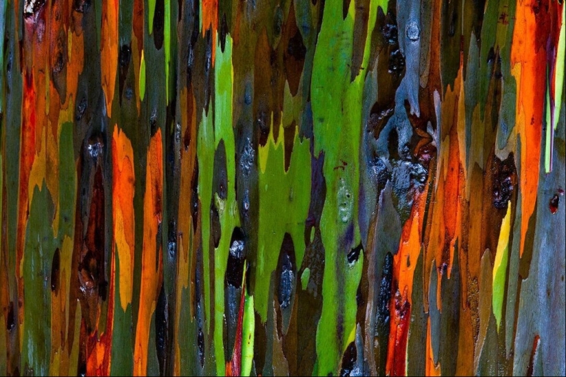 This is not a frame from "Avatar", a tree grows on Earth This is not a frame from "Avatar", a tree grows on Earth