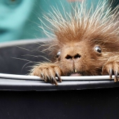 This porcupine is wild