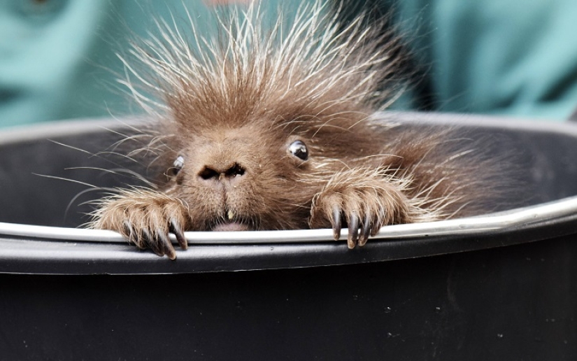 This porcupine is wild