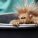 This porcupine is wild