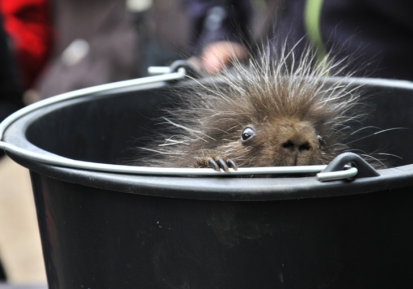 This porcupine is wild