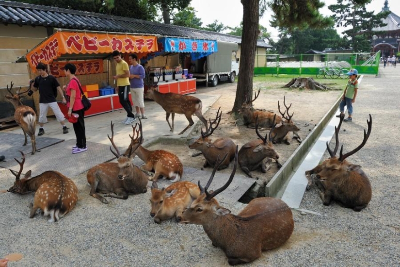 Thousands of deer flood the streets of a Japanese city
