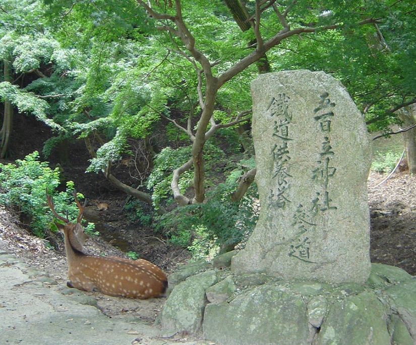 Thousands of deer flood the streets of a Japanese city