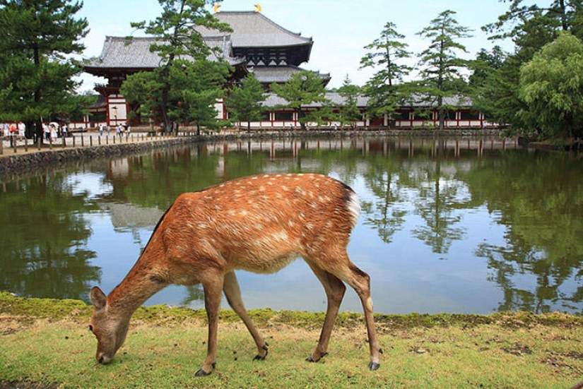 Thousands of deer flood the streets of a Japanese city