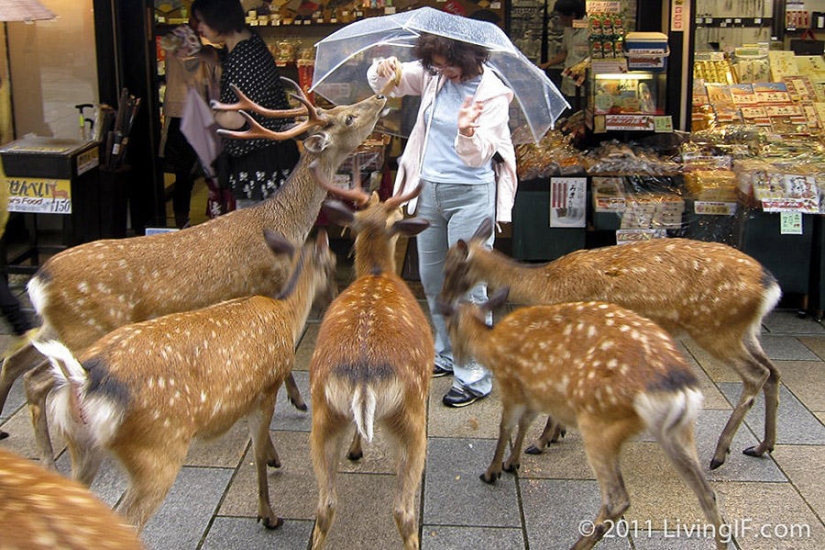 Thousands of deer flood the streets of a Japanese city