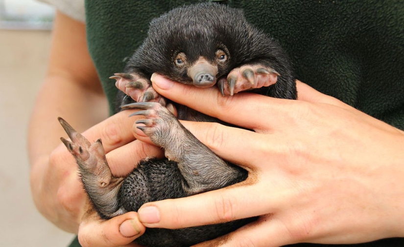 Three little echidnas were born in captivity for the first time in 29 years