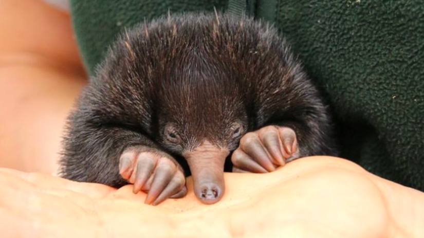 Three little echidnas were born in captivity for the first time in 29 years