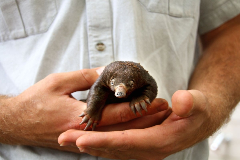 Three little echidnas were born in captivity for the first time in 29 years